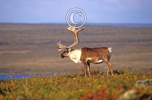 Bull Caribou DM0101